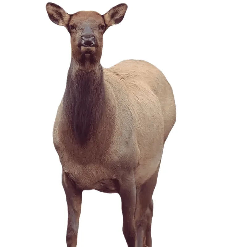 Eichler Elk Decoy