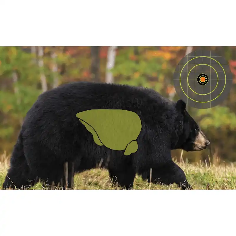 Bear Target (3 Pack)