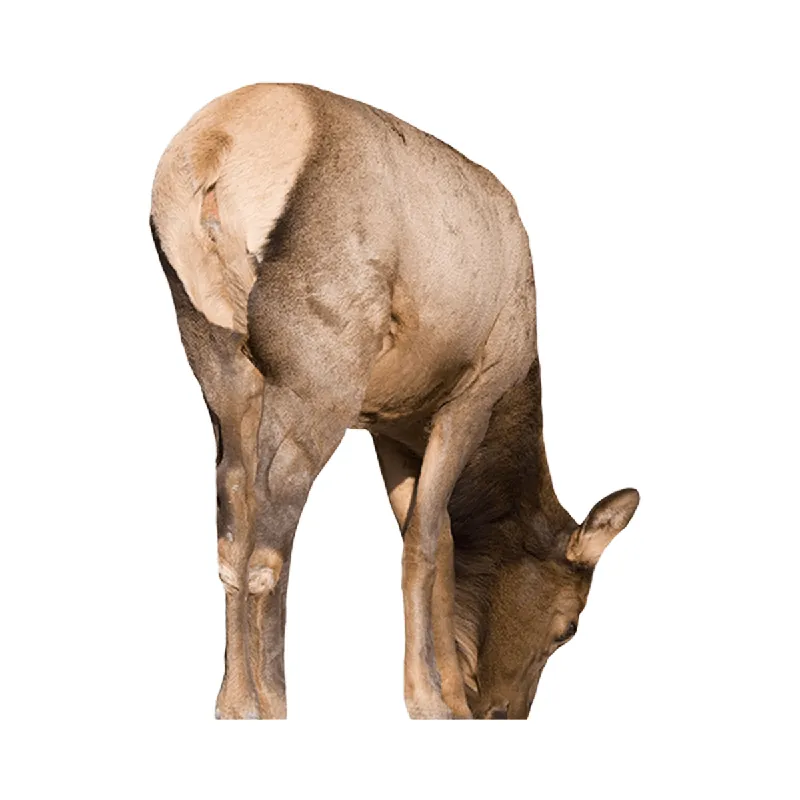 Miss September Cow Elk Collapsible Decoy