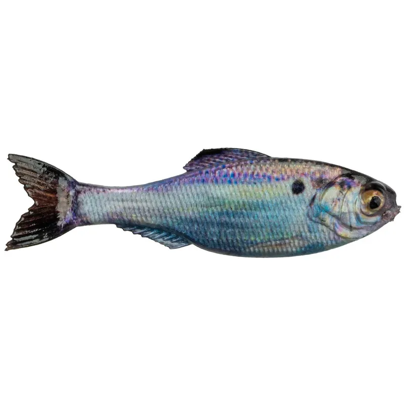 6th Sense Panorama Softbait 2.8" Live Gizzard Shad