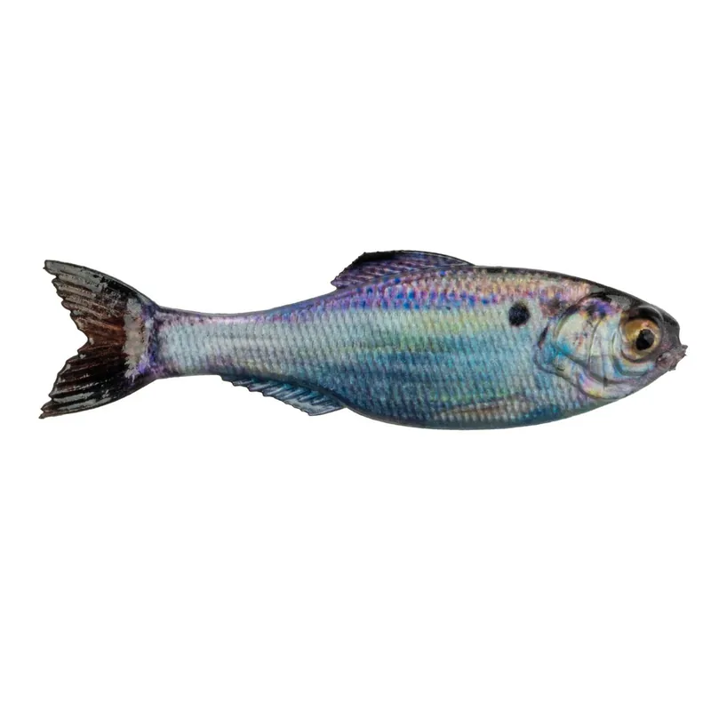 6th Sense Panorama 9 Live Gizzard Shad
