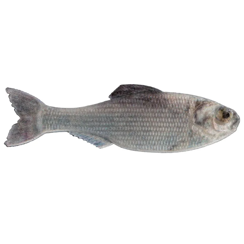 6th Sense Panorama Softbait 2.8" Live Shad